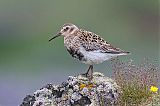 Rock Sandpiper